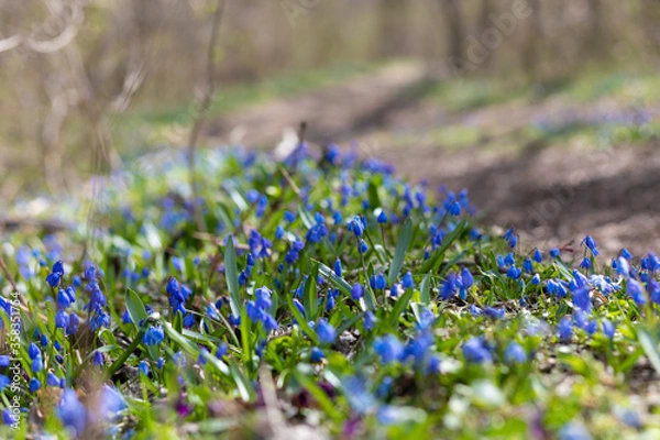 Obraz lavender field in spring