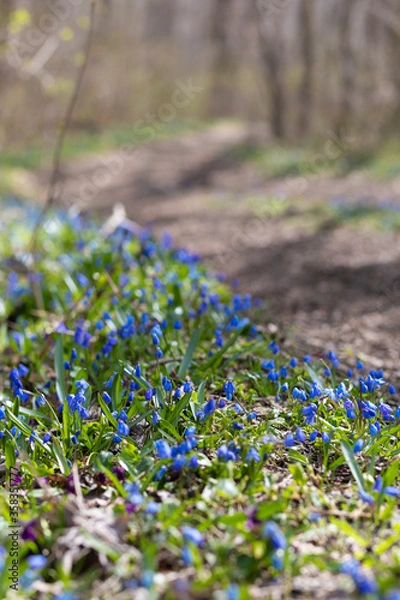 Obraz moss on the ground