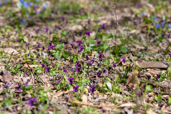 Obraz flowers in the grass