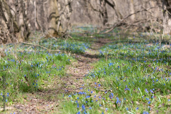 Obraz grass and flowers