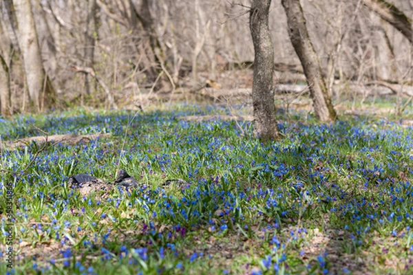Obraz peacock in the grass