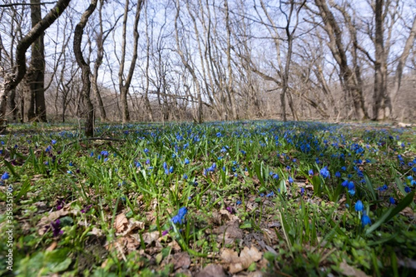Fototapeta spring in the park
