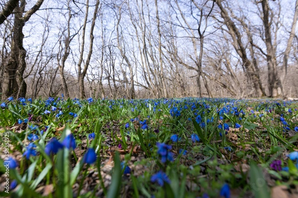 Obraz spring in the park