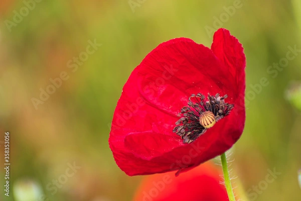 Fototapeta Poppy flower zoomed with blurred background.