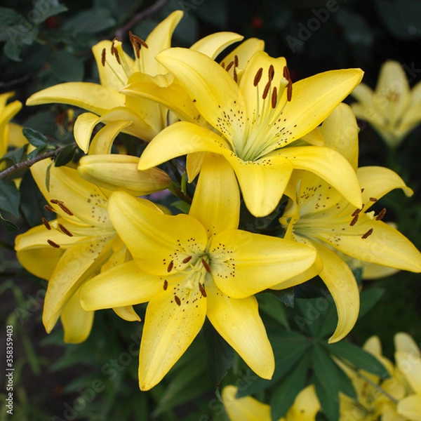 Obraz yellow lily flower