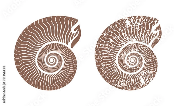 Obraz seashell nautilus vector icon illustration