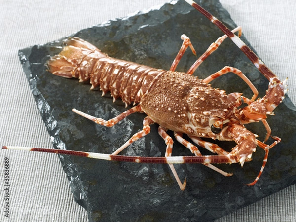 Obraz Langouste entière