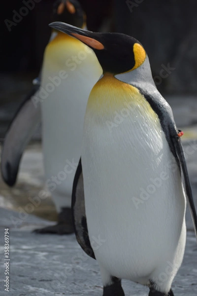 Obraz 旭山動物園　ペンギン