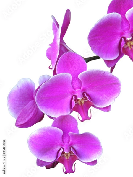 Obraz Ramo di orchidee rosa