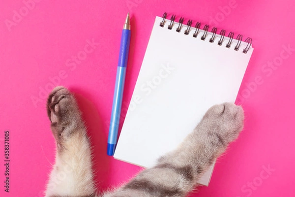Fototapeta Black and gray striped cat's paws and notebook with pen on a bright pink background. Blank page of notepad, copy space. The concept of pets, animal information. Minimalism, top view.