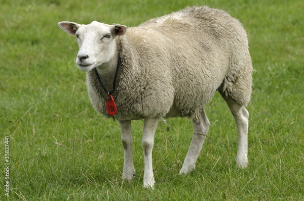 Fototapeta Brebis dans un pré