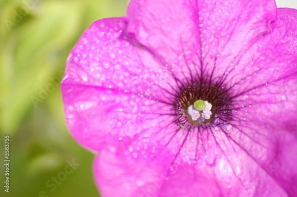 Obraz Pink Petunia 3