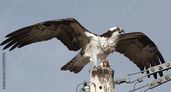 Obraz Osprey eating a fish