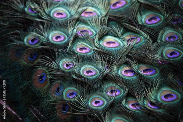 Fototapeta Plumaje y plumas de un pavo real macho