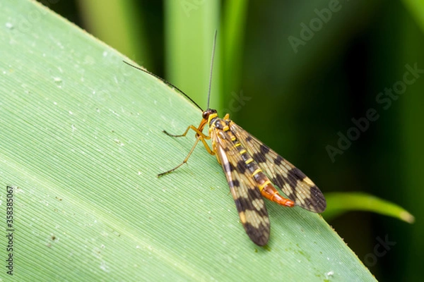 Obraz Scorpion Fly (Panorpa communis) on a green leaf. Close-up.