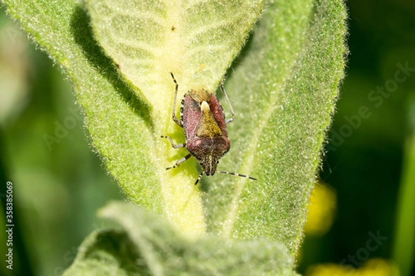 Obraz Bedbug (Dolycoris baccarum) on a green leaf. Close-up.