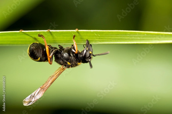 Obraz A Potter Wasp on a green leaf. Close-up.