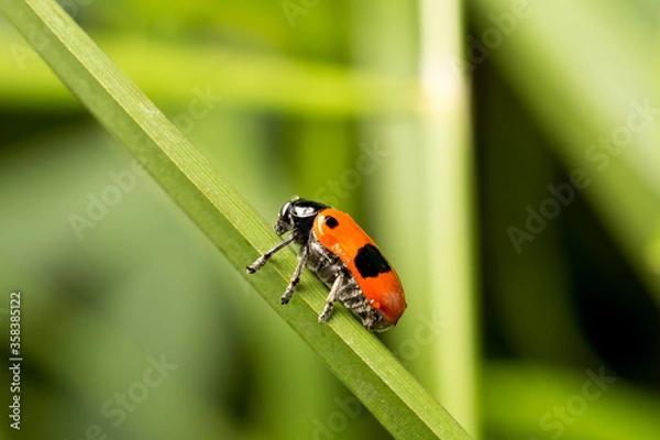 Obraz Red with black dots beetle on a green leaf. Close-up.