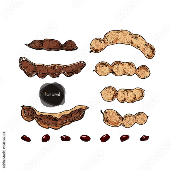 Obraz Hand drawn sketch style Tamarind fruit set. Color illustration. 