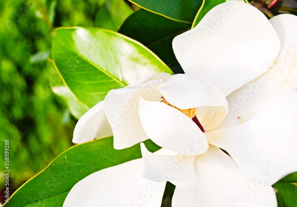 Obraz Magnolia blooming in nature