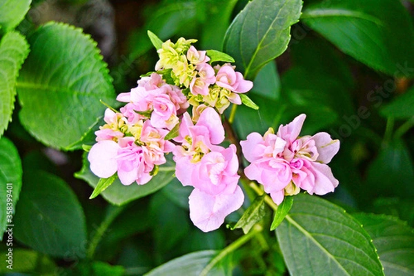 Fototapeta Pink hydrangea flowers