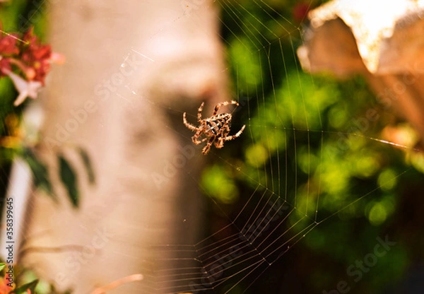 Obraz Spider on the web