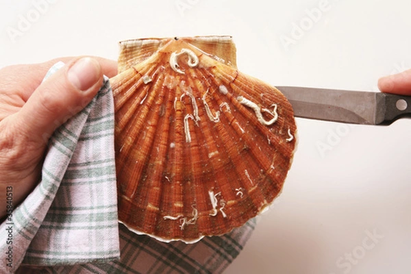 Obraz ouvrir une coquille saint-jacques