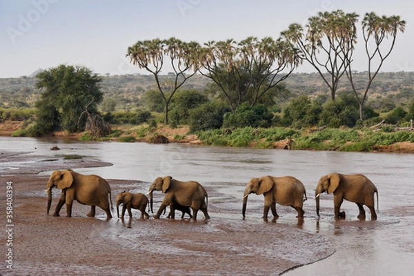 Fototapeta Elephants crossing the Ewaso (Uaso) Nyiro River, Samburu Game Reserve, Kenya. Female elephant leading group is collared for radio-tracking.