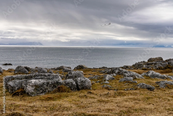 Fototapeta Stones and Nature of the Svalbard archipelago