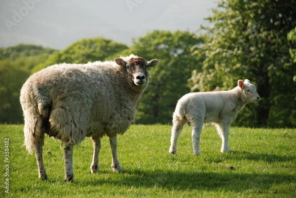 Fototapeta Sheep and Spring Lamb in a field