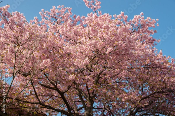 Fototapeta 河津桜