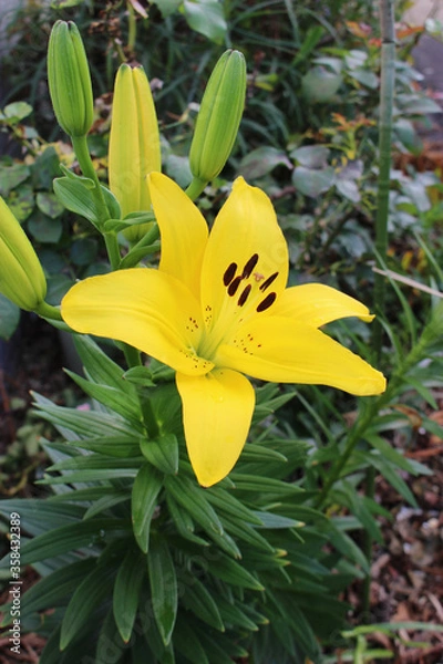 Obraz 黄色いユリの花