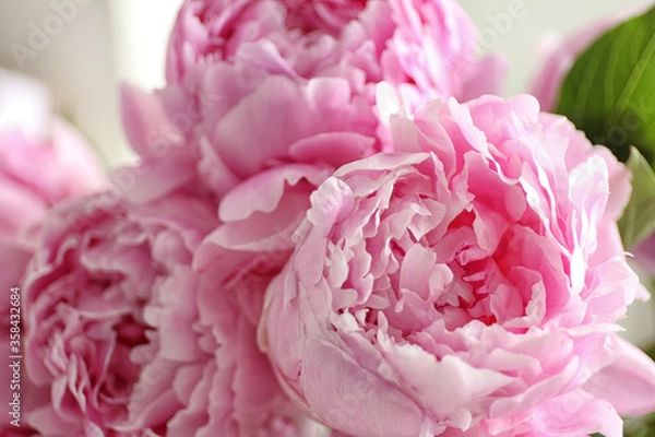 Obraz Closeup view of beautiful fresh pink peonies
