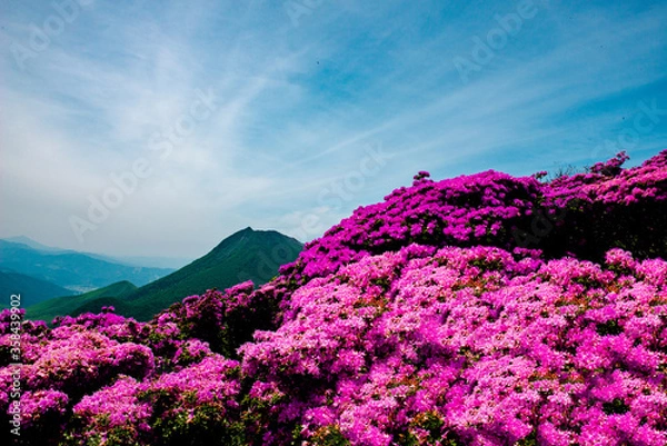 Obraz 鶴見岳のミヤマキリシマ