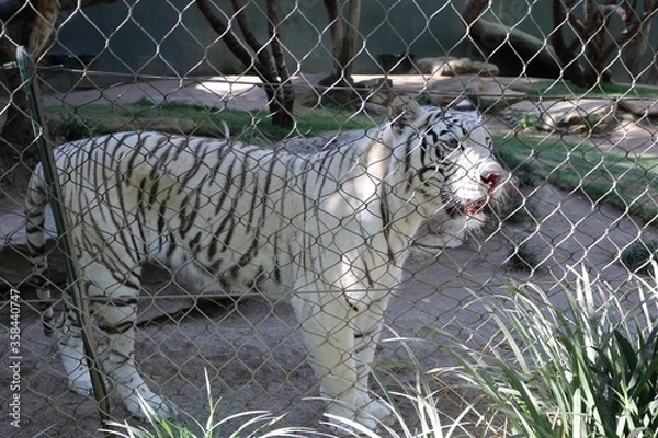 Obraz Las Vegas Nevada