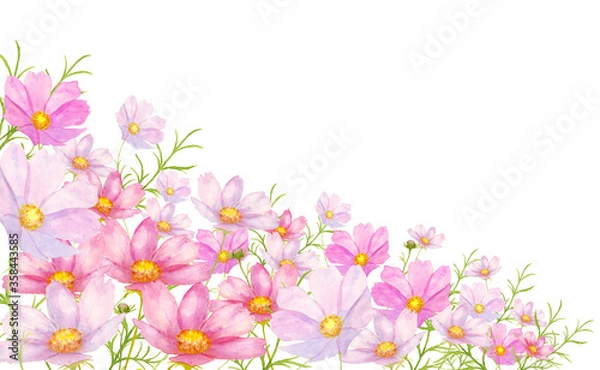 Obraz コスモス花畑水彩画