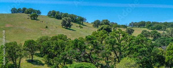 Obraz Foothills and Oak Trees-008