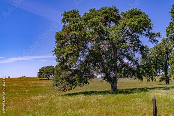Obraz Foothills and Oak Trees-010