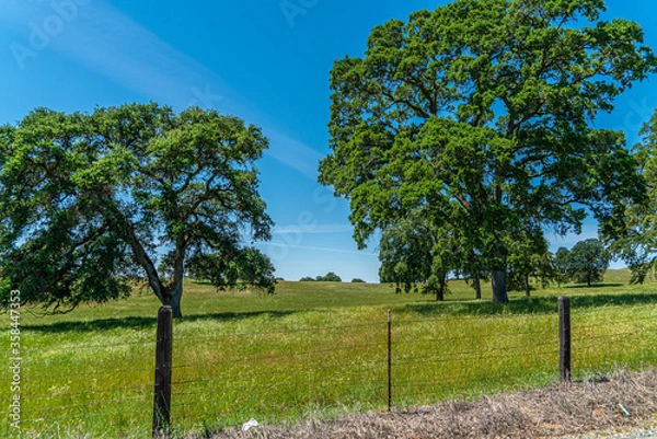 Obraz Foothills and Oak Trees-014