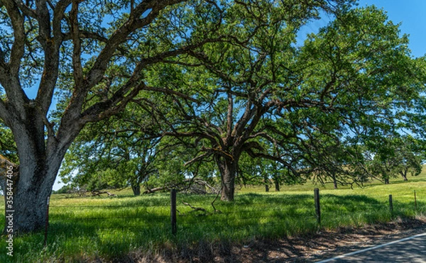 Obraz Foothills and Oak Trees-015