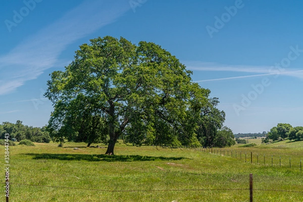 Obraz Foothills and Oak Trees-016