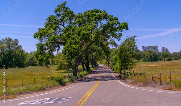 Obraz Foothills and Oak Trees-018