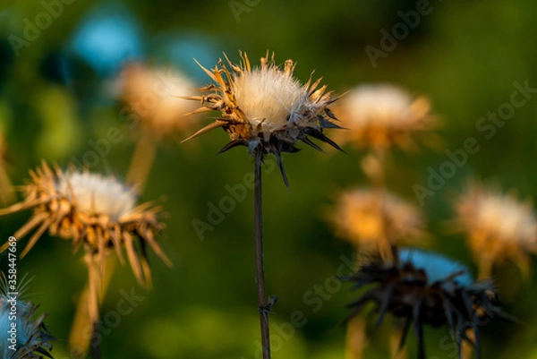 Obraz Thistle-002