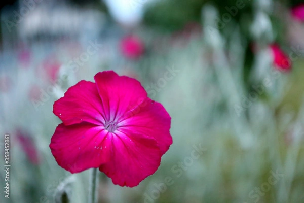Fototapeta Red Campion (lychnis coronaria) is carmine red blooming in the garden in june