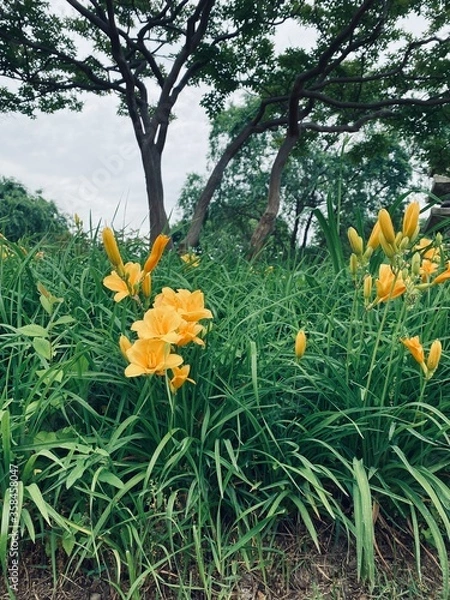 Fototapeta daffodils in spring