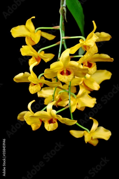 Fototapeta Dendrobium fimbriatum,the tropical orchid in Thailand