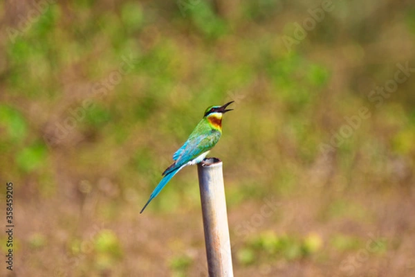 Fototapeta Blue-tailed Bee-eater