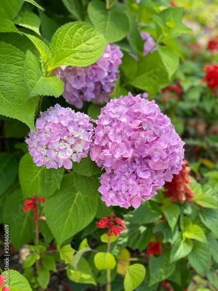 Fototapeta pink hydrangea flowers