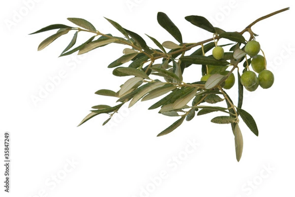 Fototapeta Olive branch