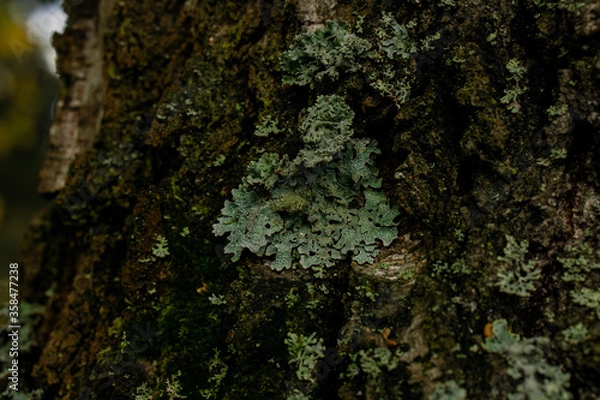Obraz lichen on tree bark
